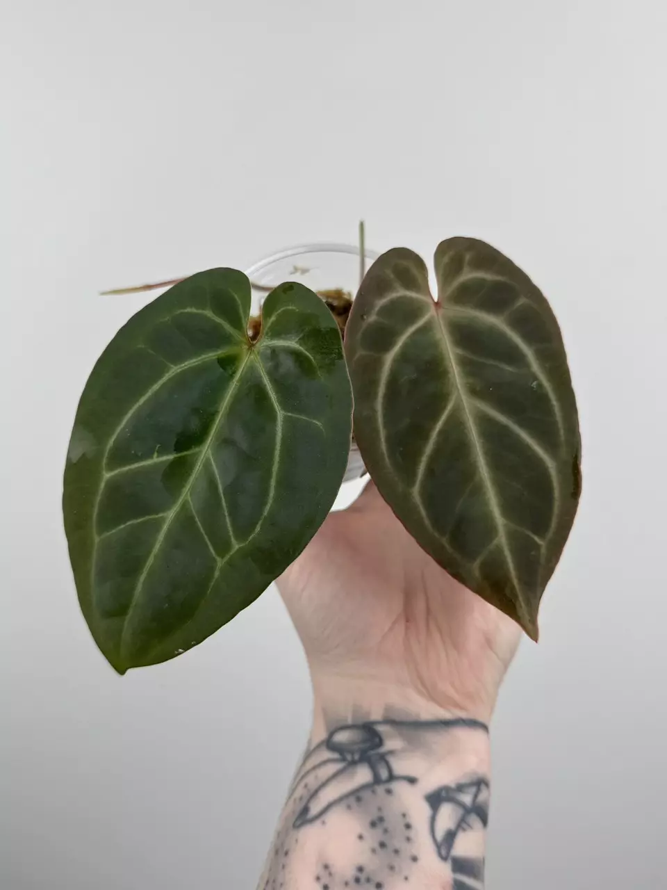 plant/Anthurium Besseae AFF x ('AOS' x 'Red Crystallinum')-0