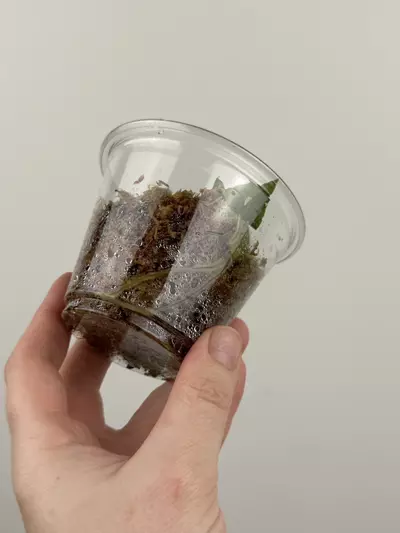 plant/Anthurium 'Chocolate Crystallinum' x NOID-2-thumbnail