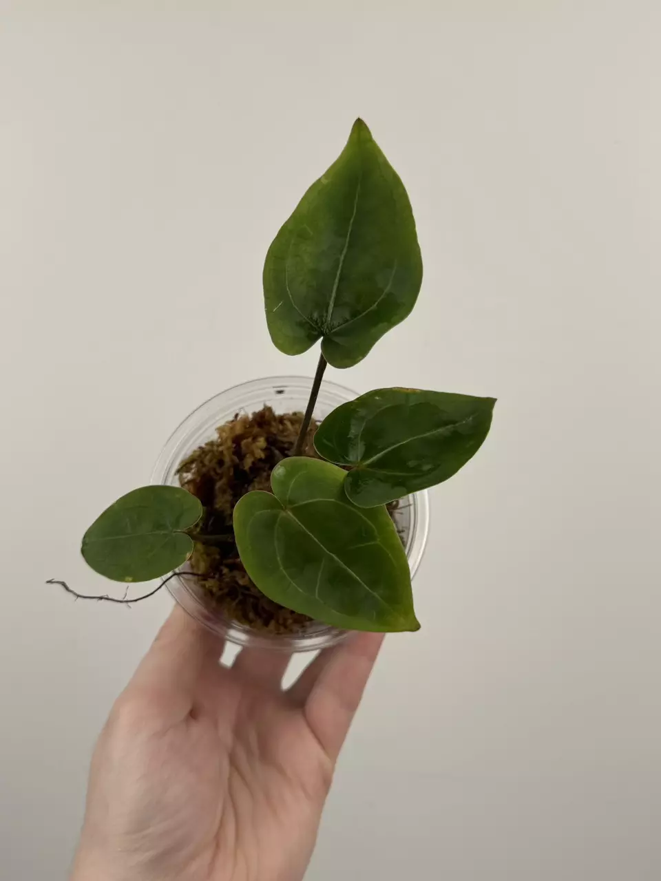 plant/Anthurium 'Velvet Giant' x ('Fort Sherman' x SELF)-0