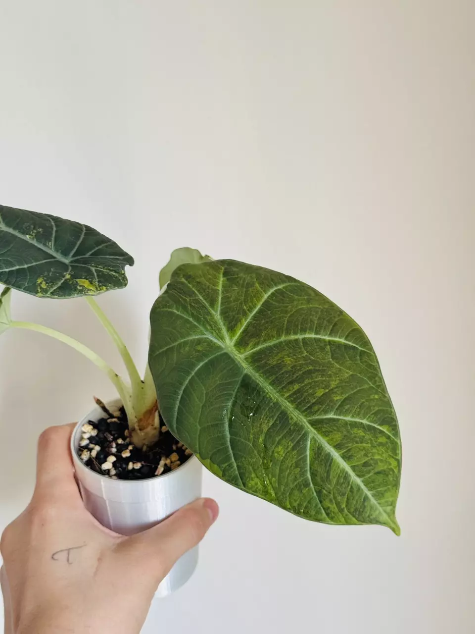 plant/Maharani Lemon Lime Mama-0