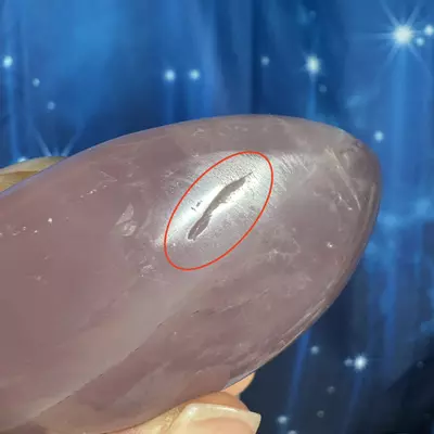 plant/Rose Quartz Palm - 29z-6-thumbnail