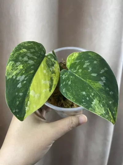 plant/Argy aurea 2 nodes premium var-0-thumbnail