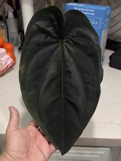 plant/✨Flowering size✨Anthurium dressleri-1-thumbnail