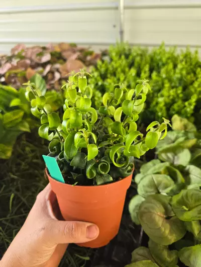 plant/Aeschynanthus 'Curly Goldfish Plant'-0-thumbnail