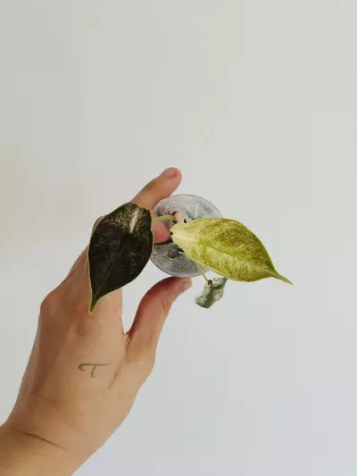 plant/Azlanii Pink (Minttyyy)-0-thumbnail