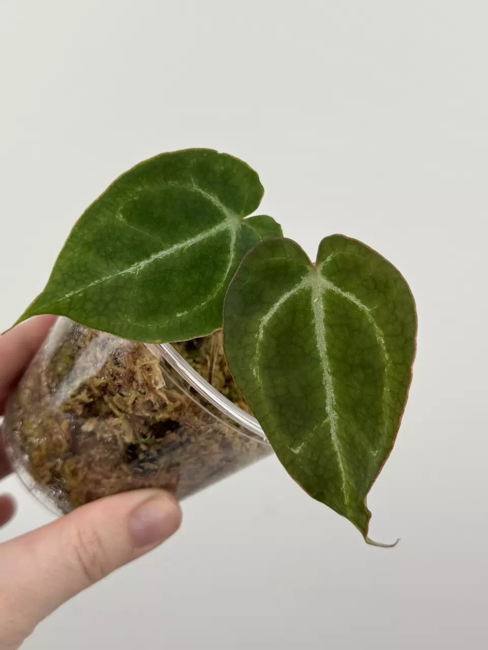 plant/Anthurium 'Chocolate Crystallinum' x NOID-1