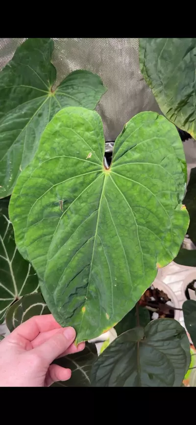 plant/Anthurium Kunayalense x 'RVDP'-4-thumbnail