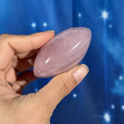 plant/Rose Quartz Palm - 26f-2-thumbnail