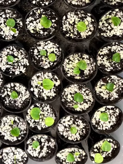 plant/Anthurium Seedling Bundle-4-thumbnail