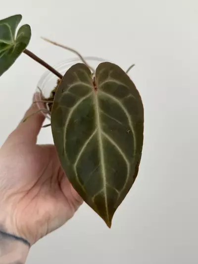 plant/Anthurium Besseae AFF x ('AOS' x 'Red Crystallinum')-2-thumbnail