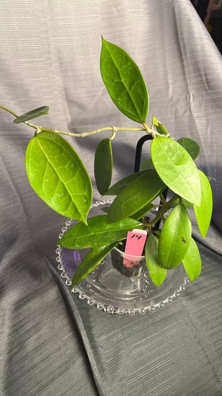 plant/014. H RHM2559 (callistophylla x unk)-0