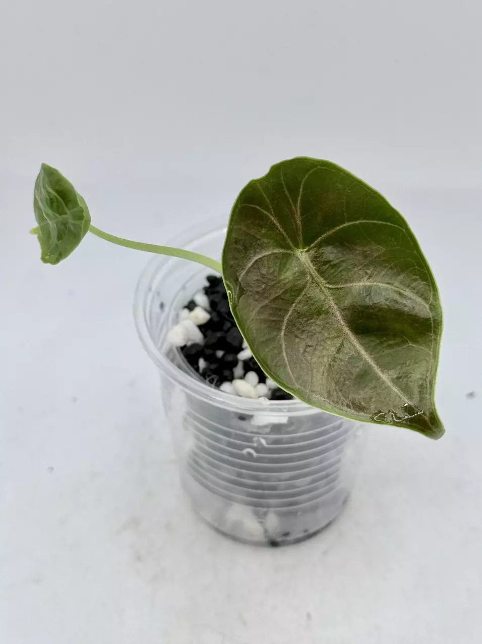 plant/Alocasia Azlanni from TC (aurea mother)-0