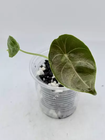 plant/Alocasia Azlanni from TC (aurea mother)-0-thumbnail