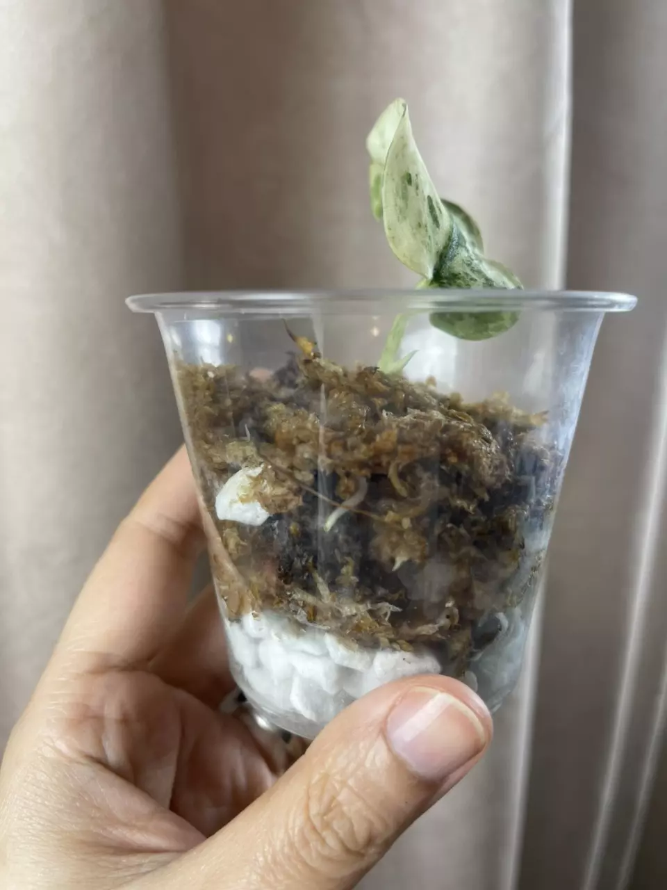 plant/Argy white crocodile-3