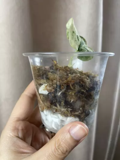 plant/Argy white crocodile-3-thumbnail