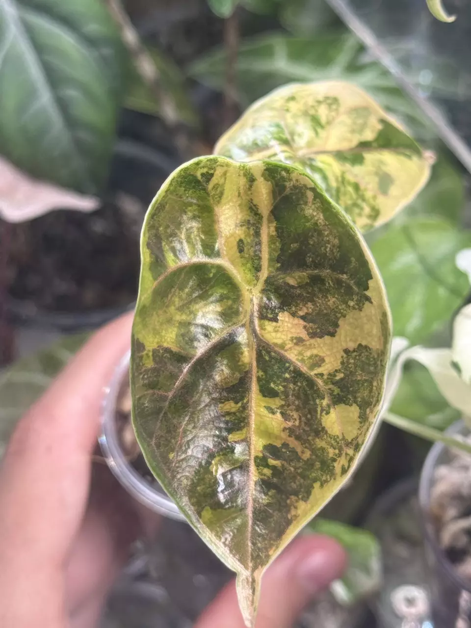 plant/Azlanii Aurea/Gold Revert-1