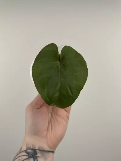 plant/Anthurium Kunayalense x 'RVDP'-0-thumbnail