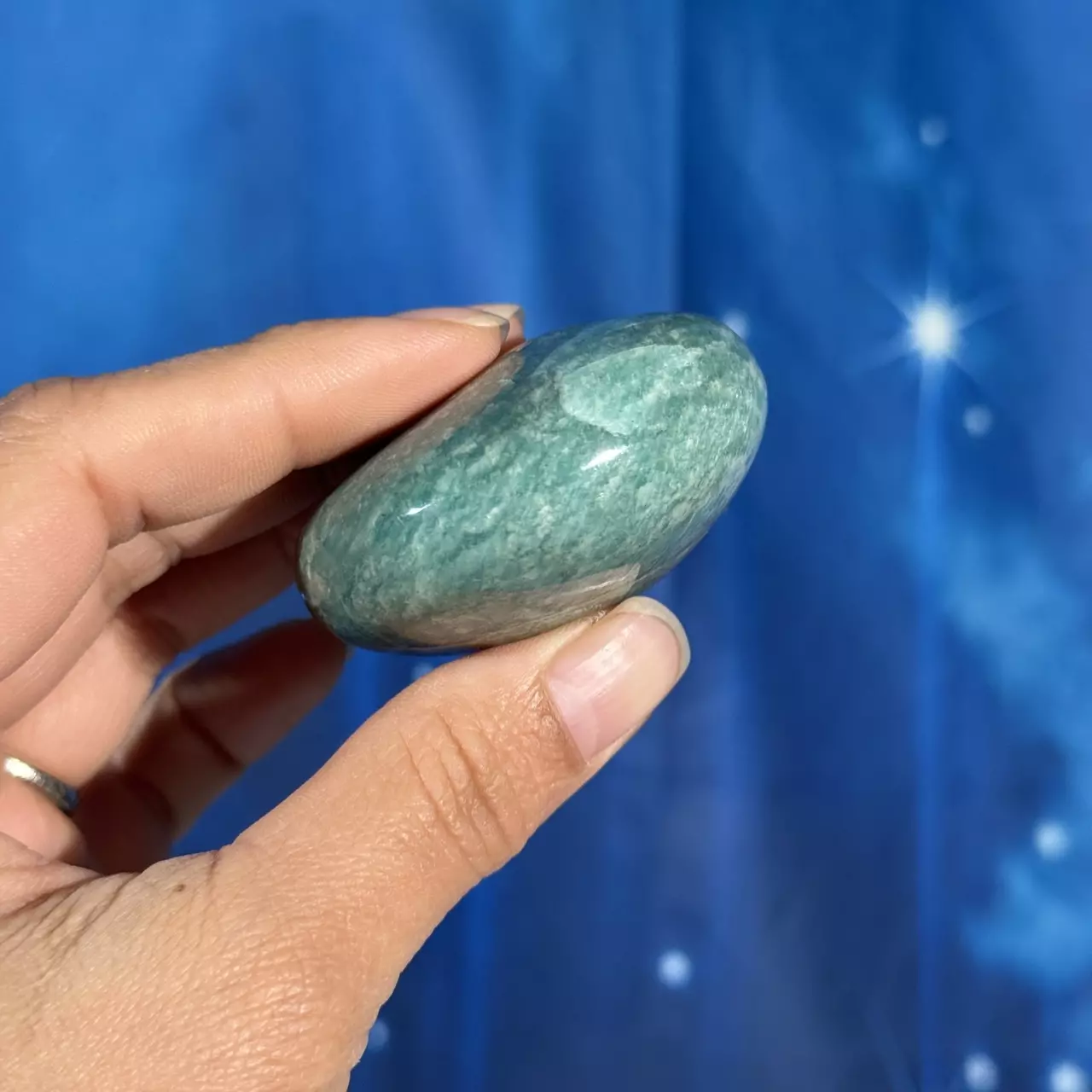 plant/Amazonite Palm - 12q-4