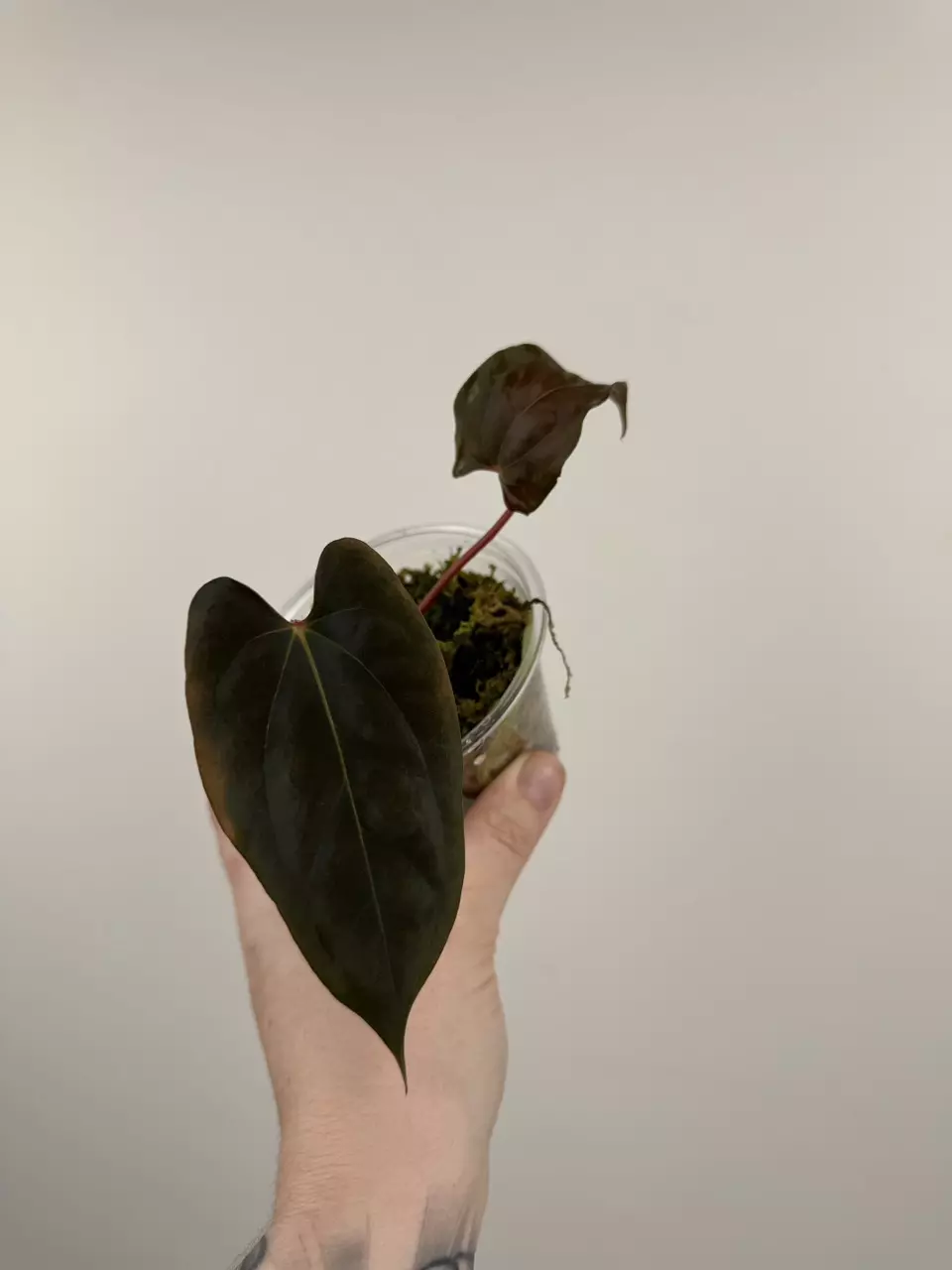 plant/Anthurium NOID-0