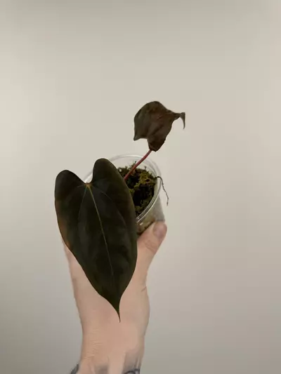 plant/Anthurium NOID-0-thumbnail