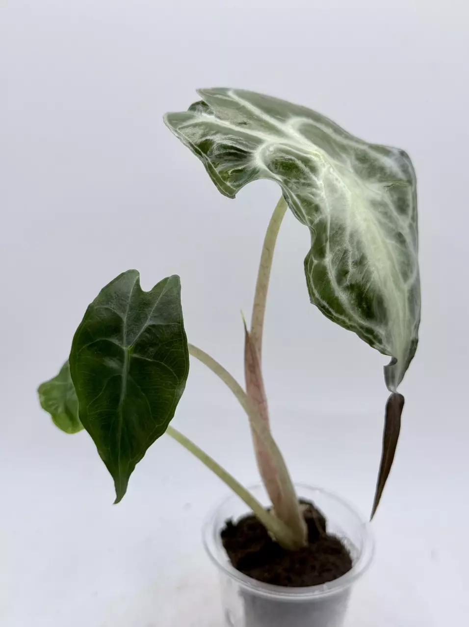 plant/Alocasia Venom pup-0