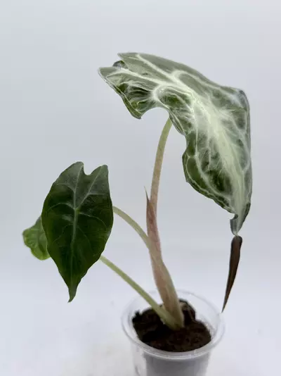 plant/Alocasia Venom pup-0-thumbnail