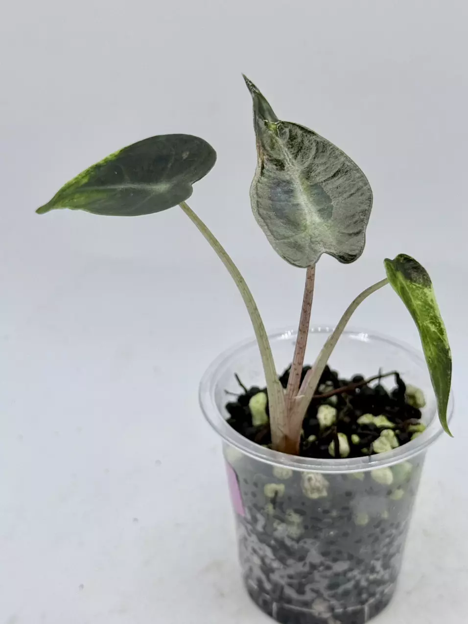 plant/Alocasia Bambino Green on Green-1