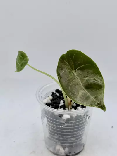 plant/Alocasia Azlanni from TC (aurea mother)-1-thumbnail