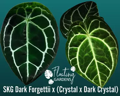 plant/A. SKG Dark Forgettii x (Crystal x Dark Crystal)-0-thumbnail