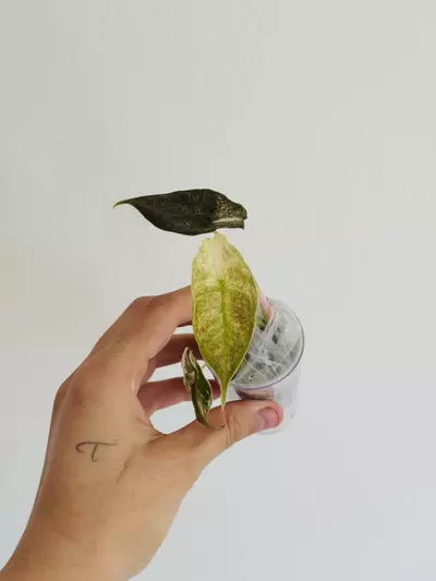 plant/Azlanii Pink (Minttyyy)-1-thumbnail