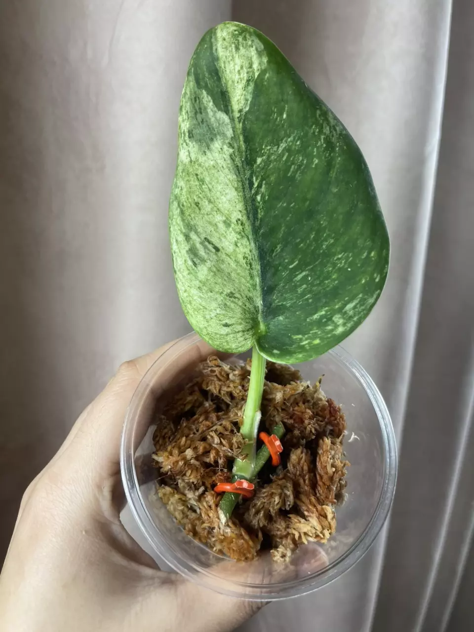 plant/Silver Knight Marble giant leaf-0