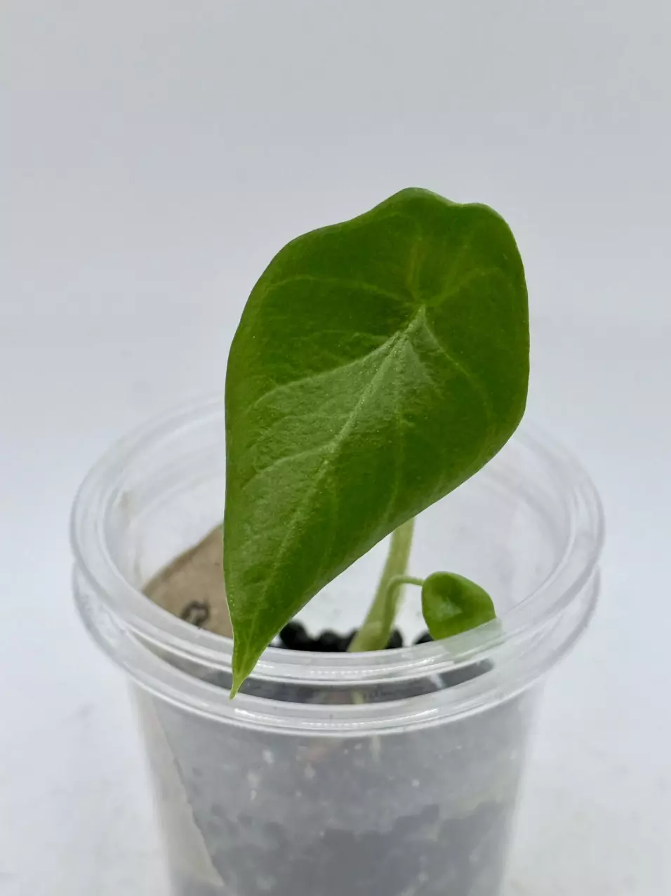 plant/Alocasia Scalprum from corm-0