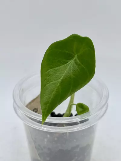 plant/Alocasia Scalprum from corm-0-thumbnail