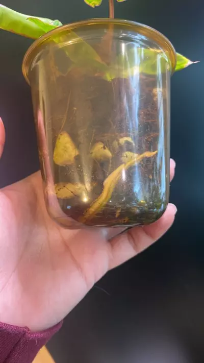 plant/Variegated Billie-3-thumbnail