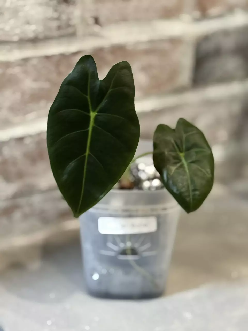 plant/Alocasia Golden Bone-1