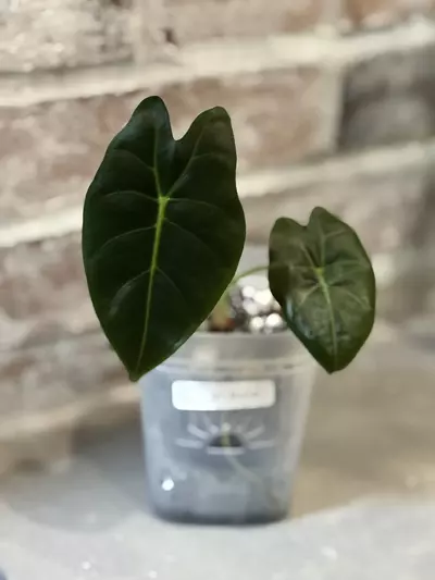 plant/Alocasia Golden Bone-1-thumbnail