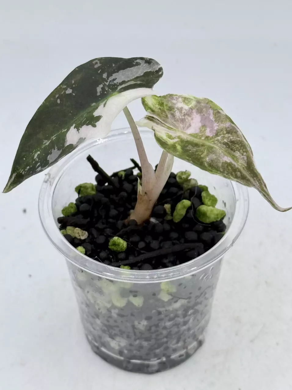 plant/Alocasia Pink Polly Snow Superb-0