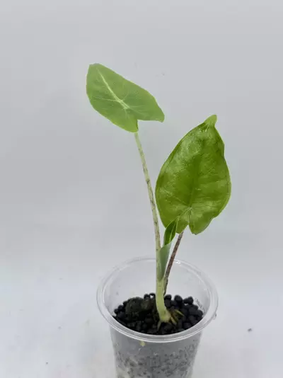plant/Alocasoa Zebrina Green I believe. grown from mystery chonk-0-thumbnail