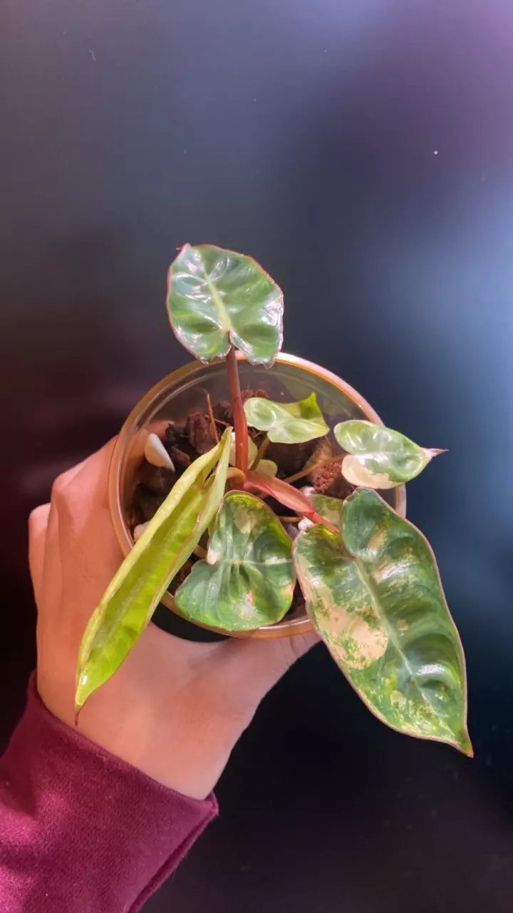 plant/Variegated Billie-0