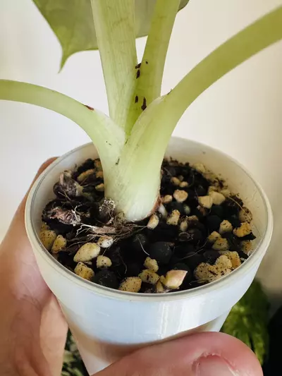 plant/Maharani Lemon Lime Mama-4-thumbnail