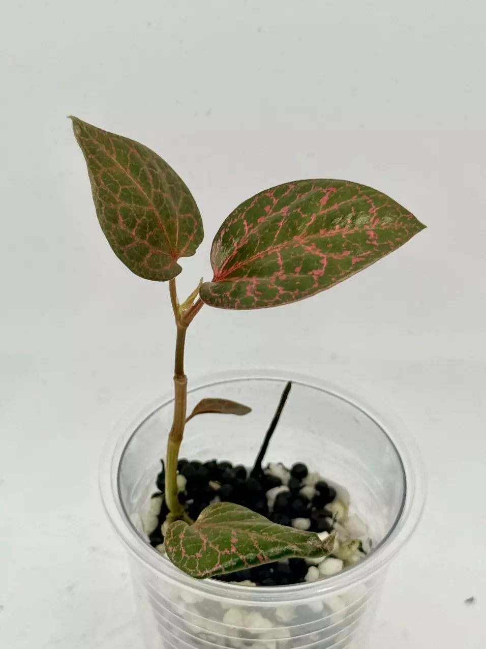 plant/Pink Piper Crocatum-0