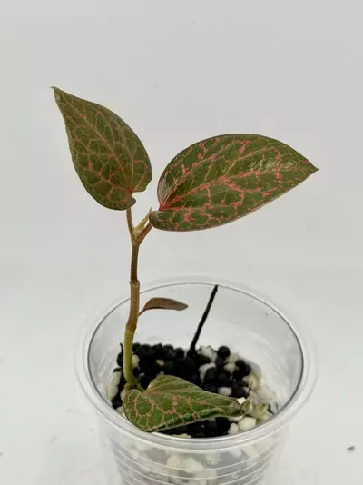 plant/Pink Piper Crocatum-0-thumbnail