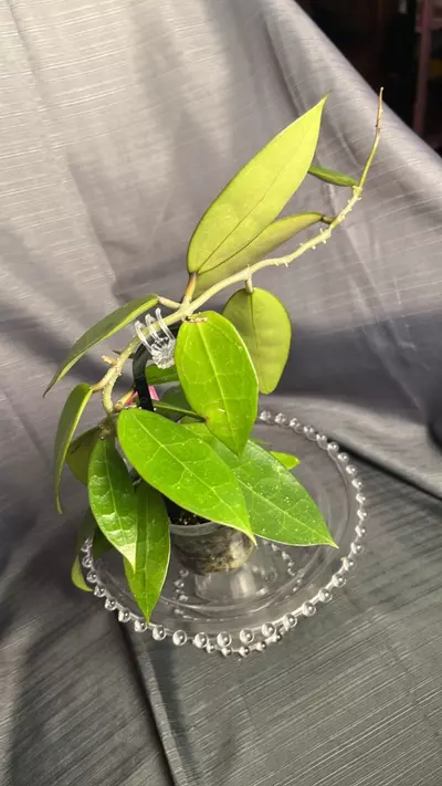 plant/014. H RHM2559 (callistophylla x unk)-1-thumbnail