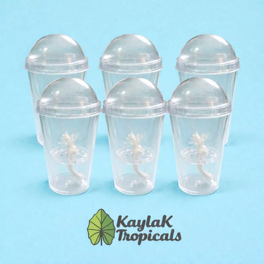 plant/6 Self watering pup/corm cups-0