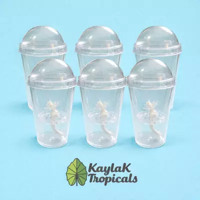 plant/6 Self watering pup/corm cups-0-thumbnail