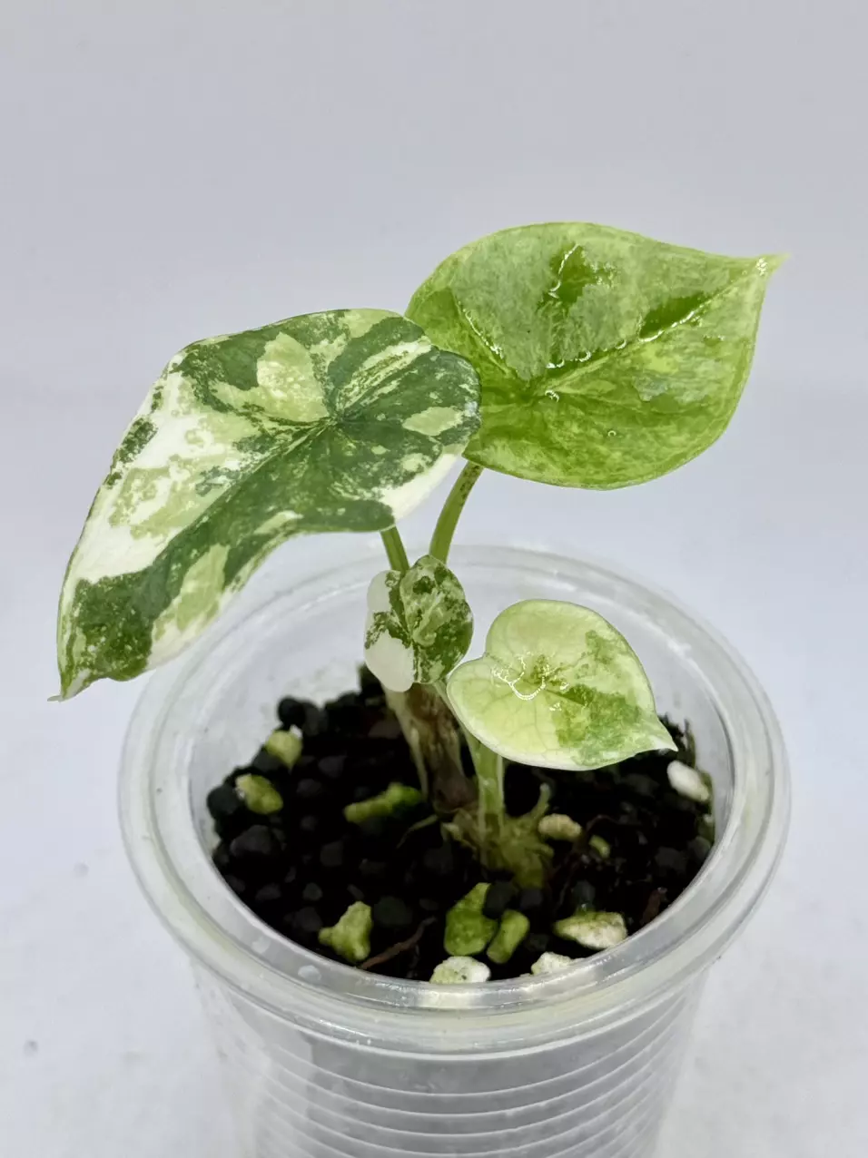 plant/Alocasia Sinuata Aurea high var-0
