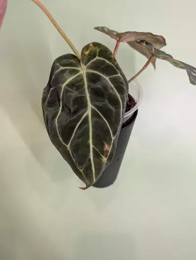 plant/Aff crystallinum x crystal Labyrinth (Granthuriums)-2-thumbnail