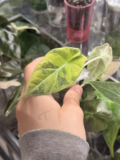 plant/Maharani Lemon Lime Mama-7-thumbnail