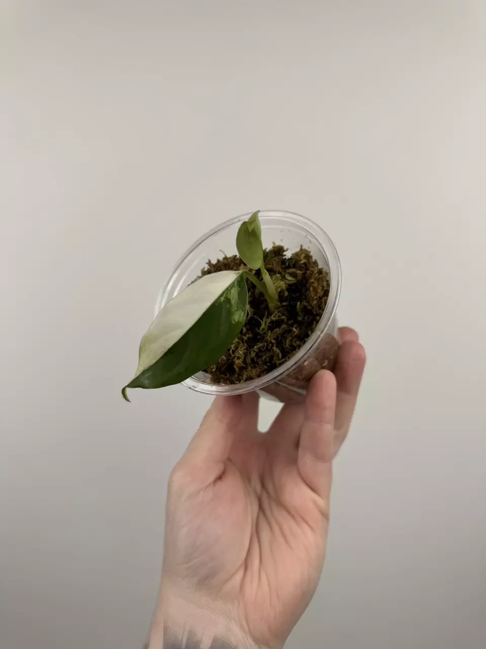 plant/Aglaonema 'Spilt Milk'-0
