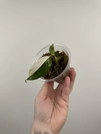 plant/Aglaonema 'Spilt Milk'-0-thumbnail